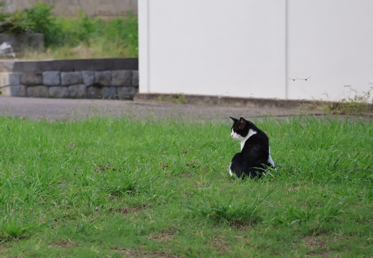 猫　猫が好き　癒し　動物　猫飼いたい　猫ブログ　にゃんこ　猫との暮らし